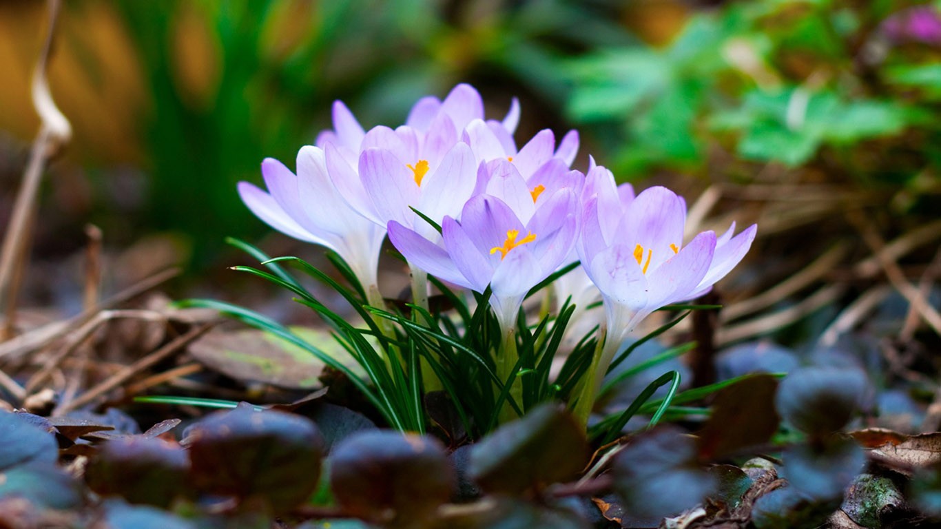 壁紙自然花,開花植物,クレタンクロッカス,花,トミークロッカス,花弁