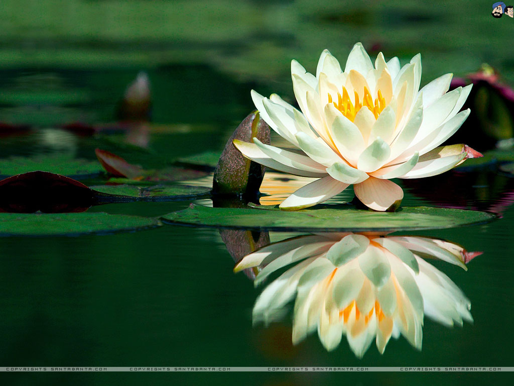 fondos de pantalla naturaleza flores,lirio de agua blanca fragante,loto sagrado,loto,planta acuática,flor
