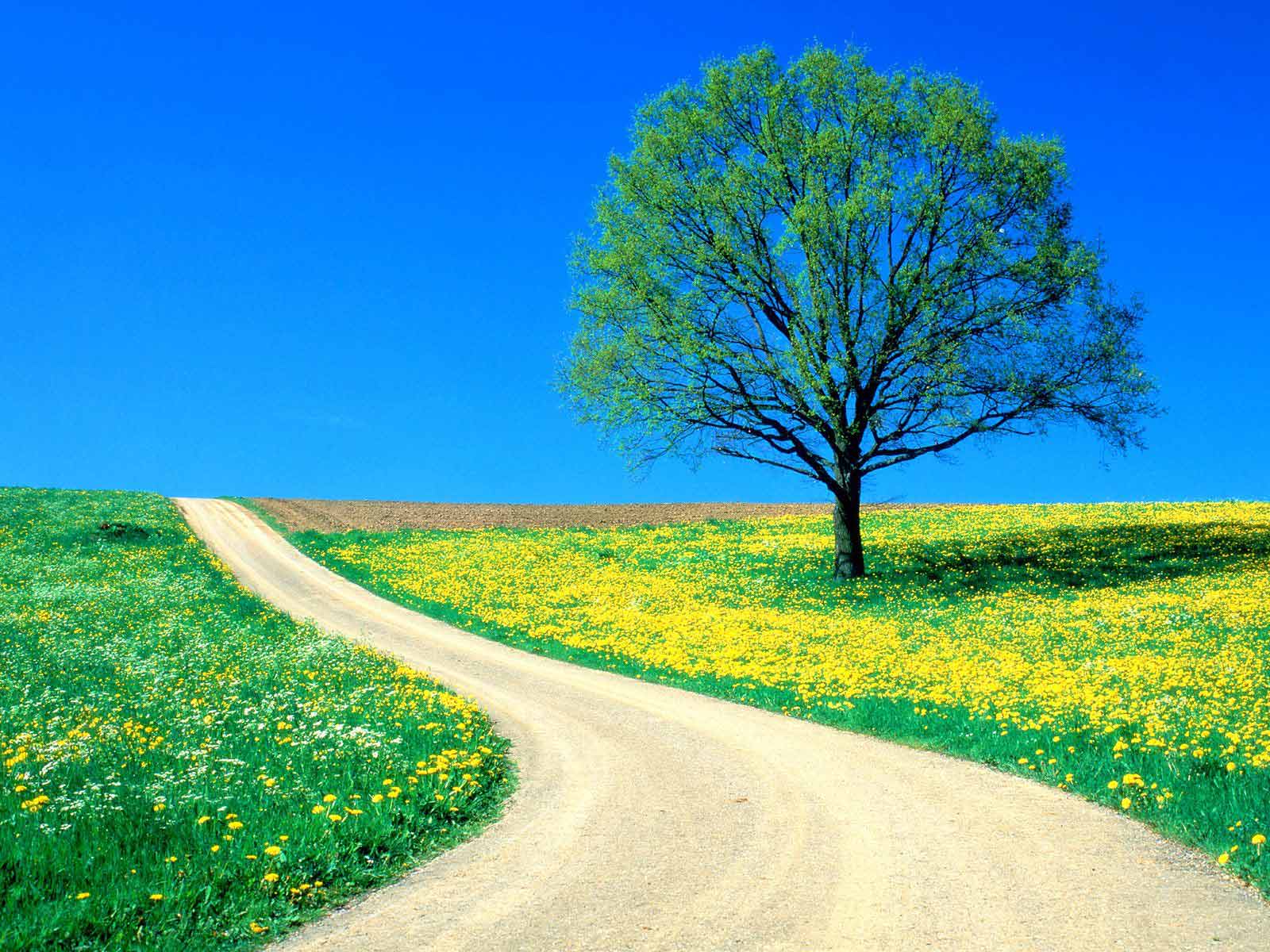 papier peint fleurs de la nature,paysage naturel,la nature,vert,arbre,bleu