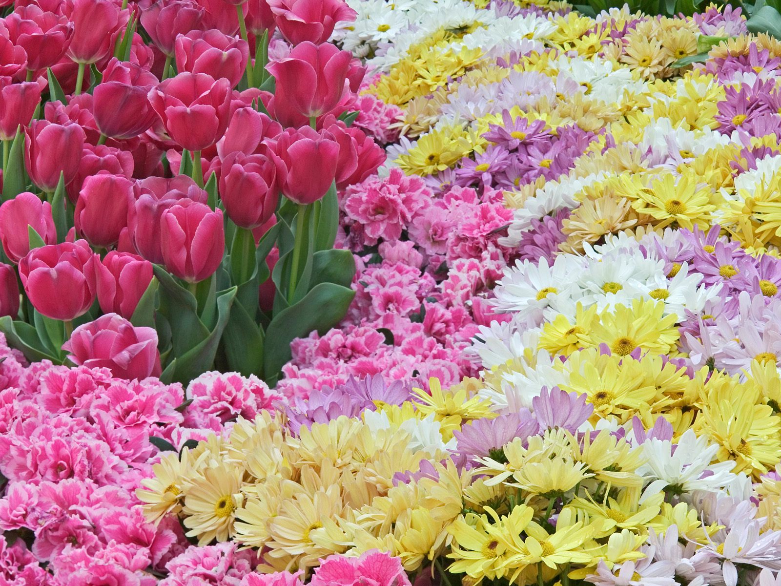 fiori della natura della carta da parati,fiore,pianta fiorita,pianta,petalo,rosa