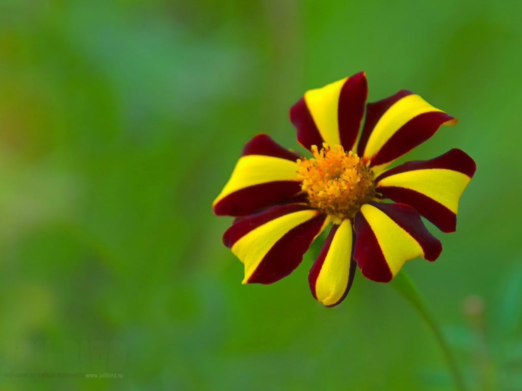 tapete naturblumen,blume,blühende pflanze,blütenblatt,gelb,pflanze