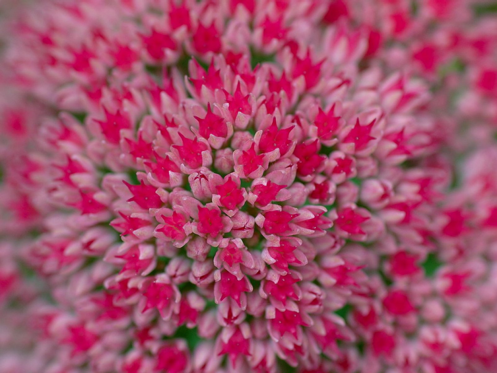 fondos de pantalla naturaleza flores,rosado,flor,planta,planta floreciendo,pétalo