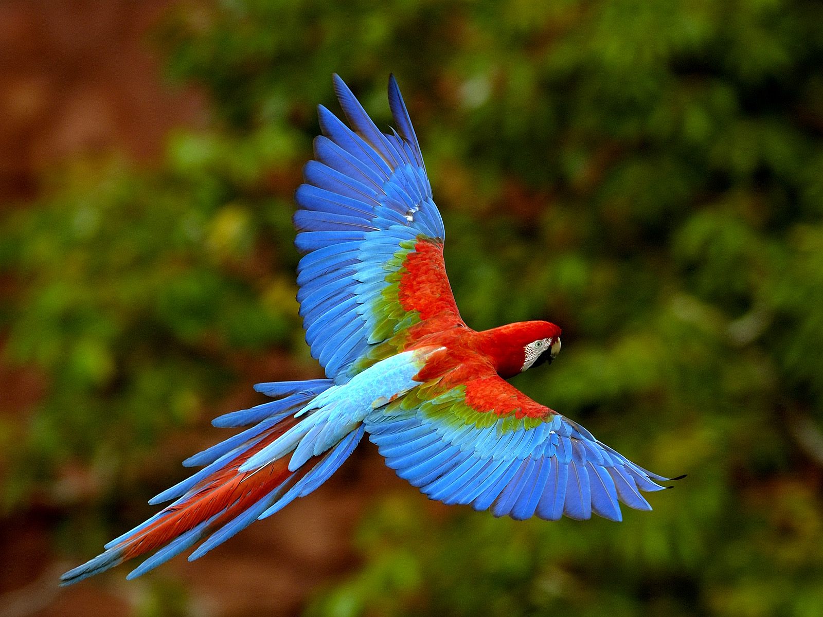 download di sfondi 3d,uccello,ara,pappagallo,ala,bluebird