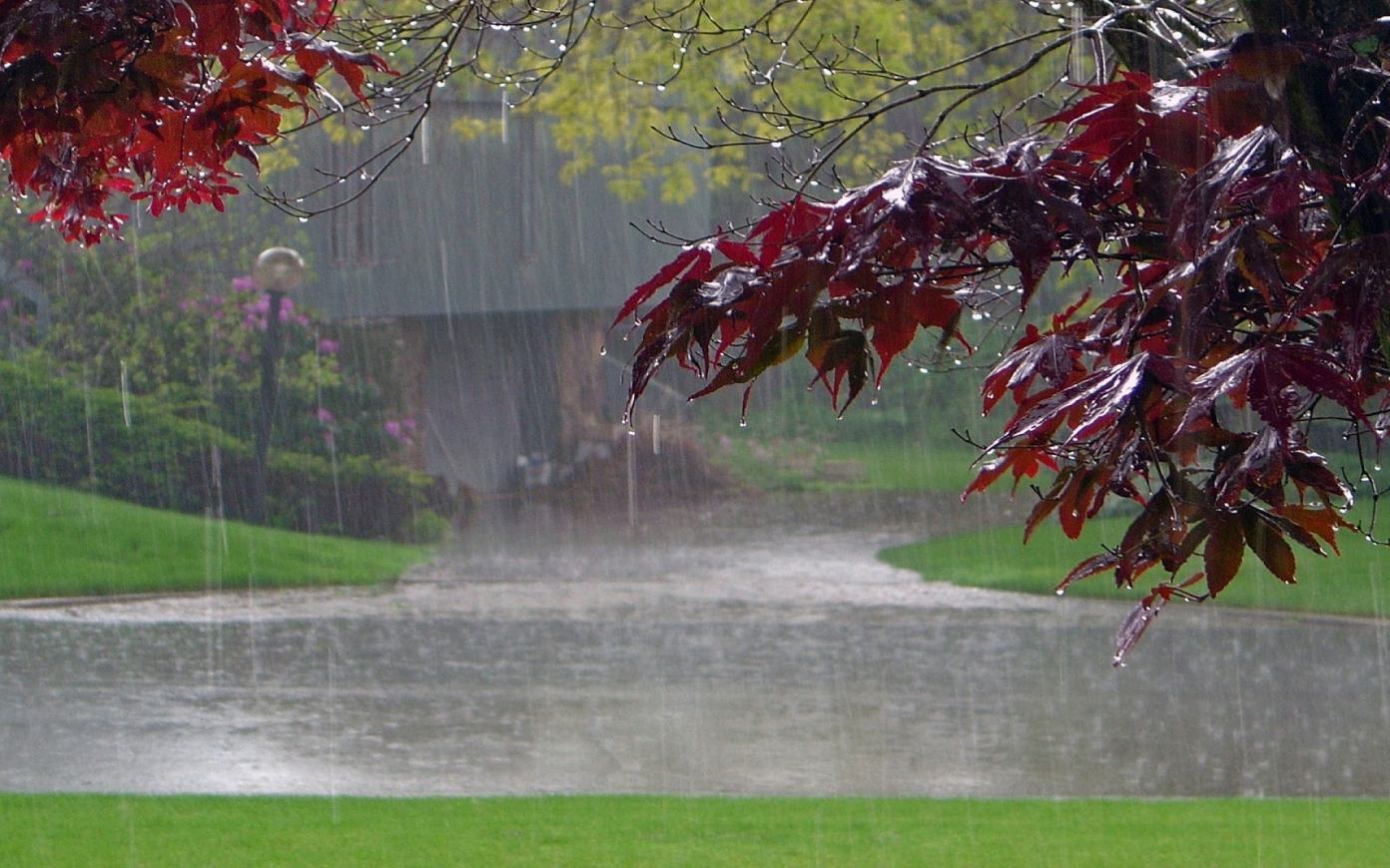 雨の壁紙,木,葉,赤,自然,緑