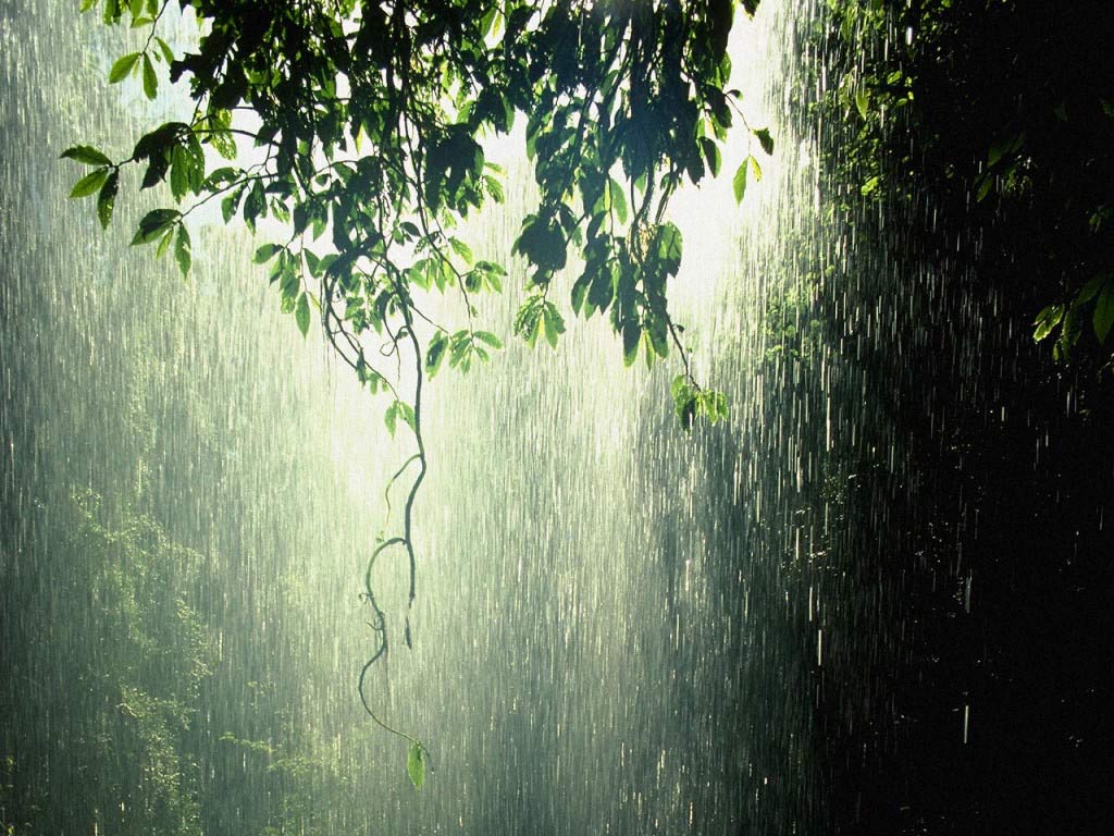 papier peint pluie,vert,la nature,l'eau,feuille,arbre