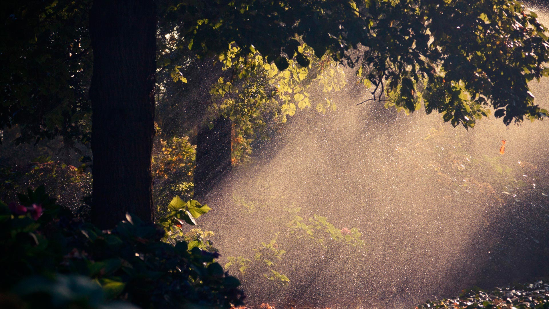 rain wallpaper,nature,natural landscape,tree,sunlight,atmospheric phenomenon