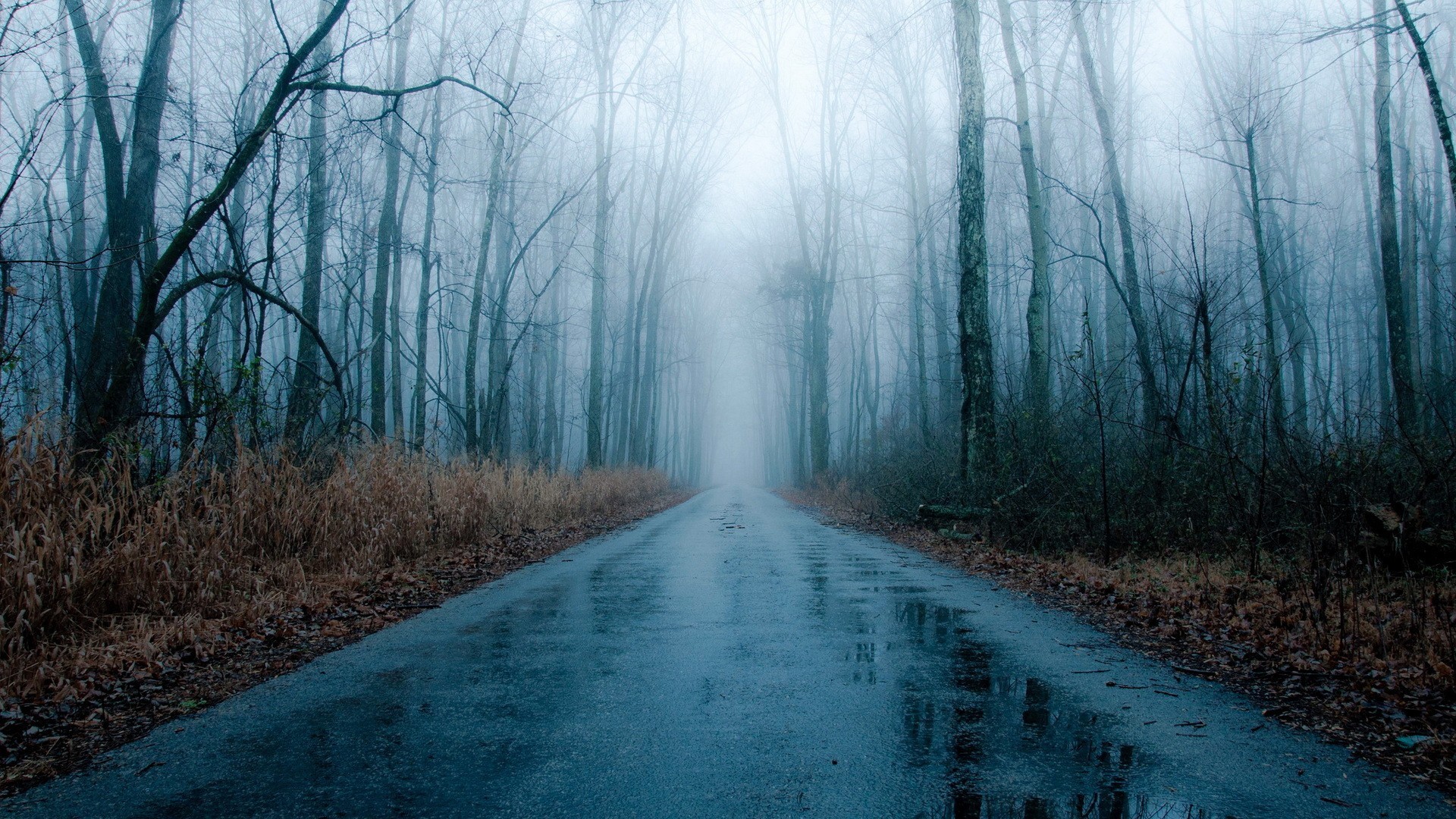 雨の壁紙,自然の風景,自然,空,木,森林