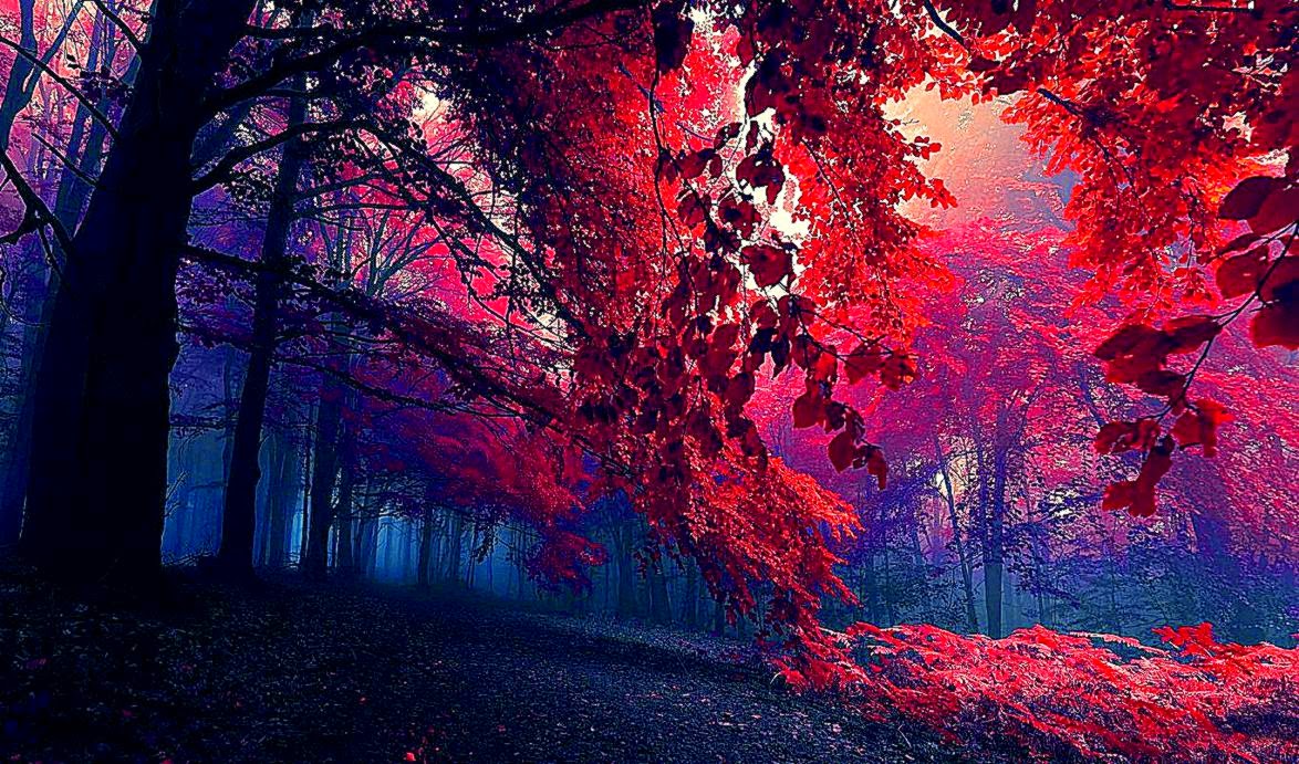 best wallpapers ever,tree,nature,red,sky,natural environment