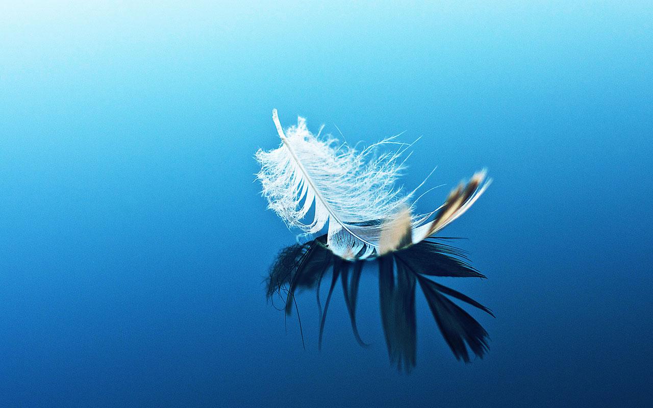laptop wallpaper,blue,feather,water,organism,wing