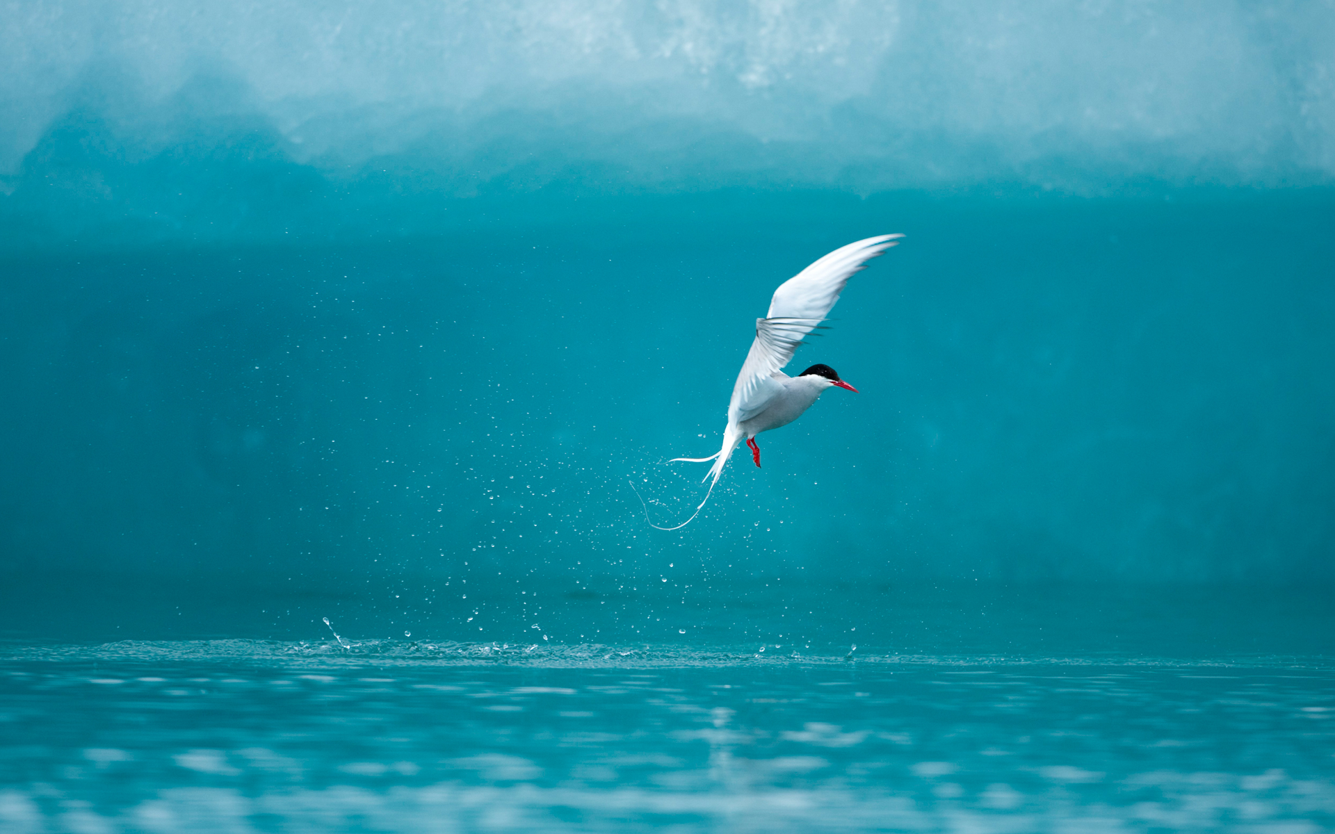 ラップトップの壁紙,鳥,青い,海鳥,空,海