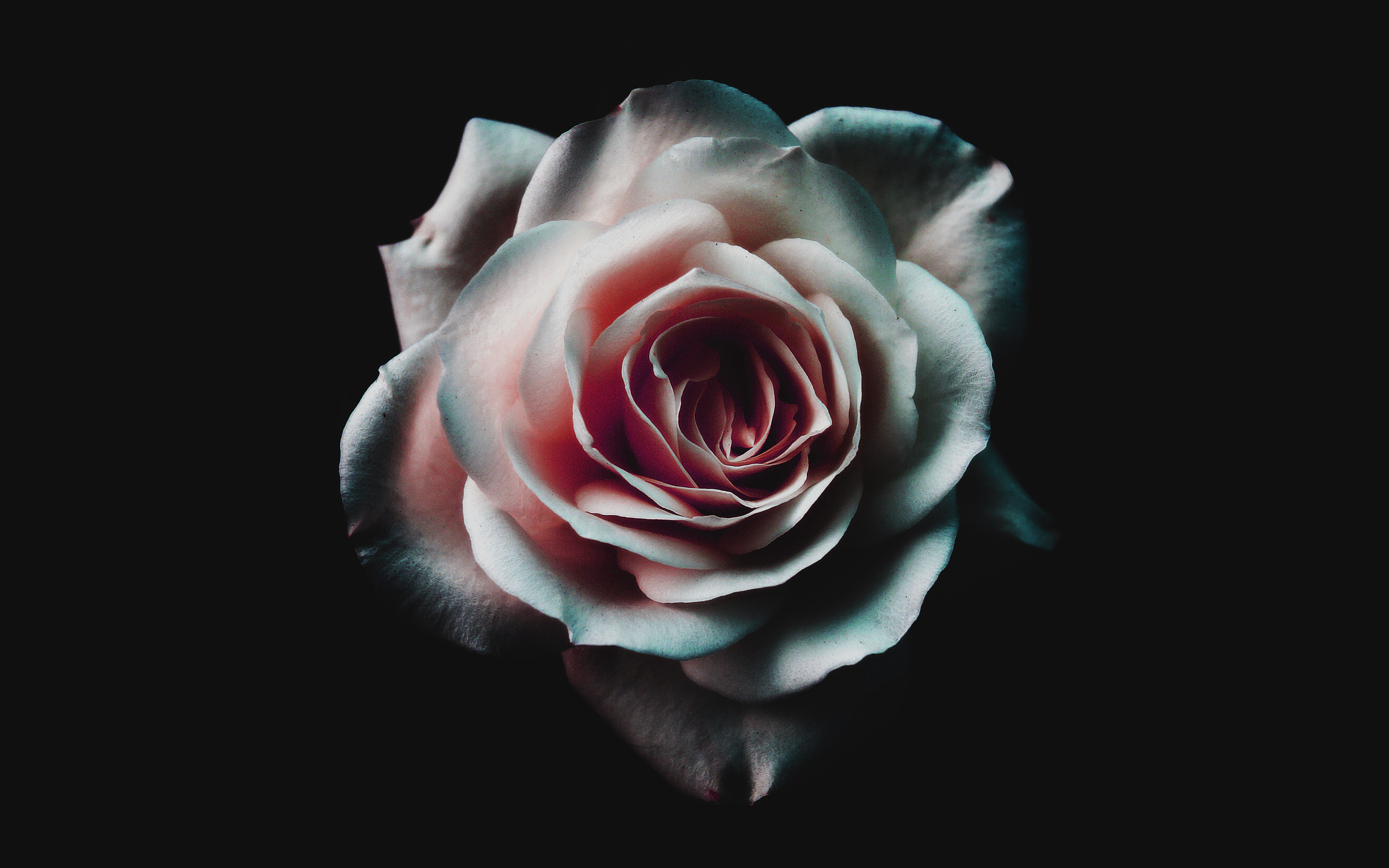 fond d'écran d'ordinateur portable,roses de jardin,rose,fleur,pétale,famille rose
