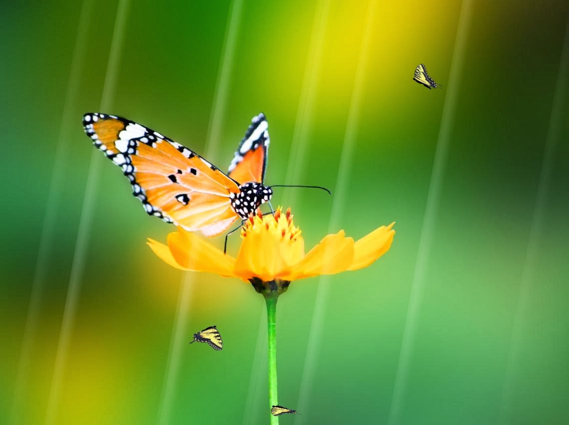 fond d'écran animé,papillon,sous genre de cynthia,insecte,papillons et papillons,la nature