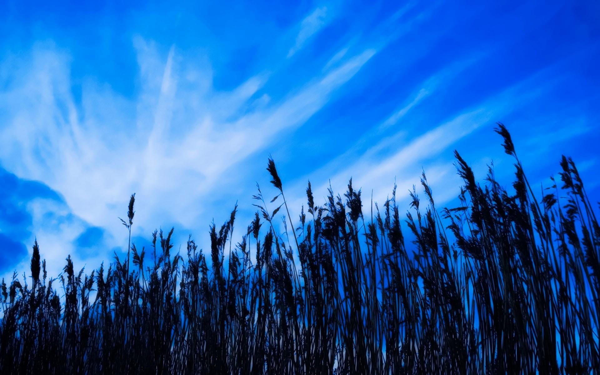 animated wallpaper,sky,blue,nature,natural landscape,grass