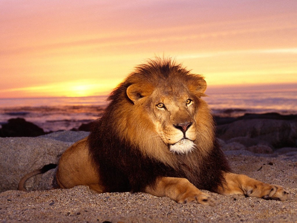 carta da parati leone,leone,natura,leone masai,felidae,animale terrestre