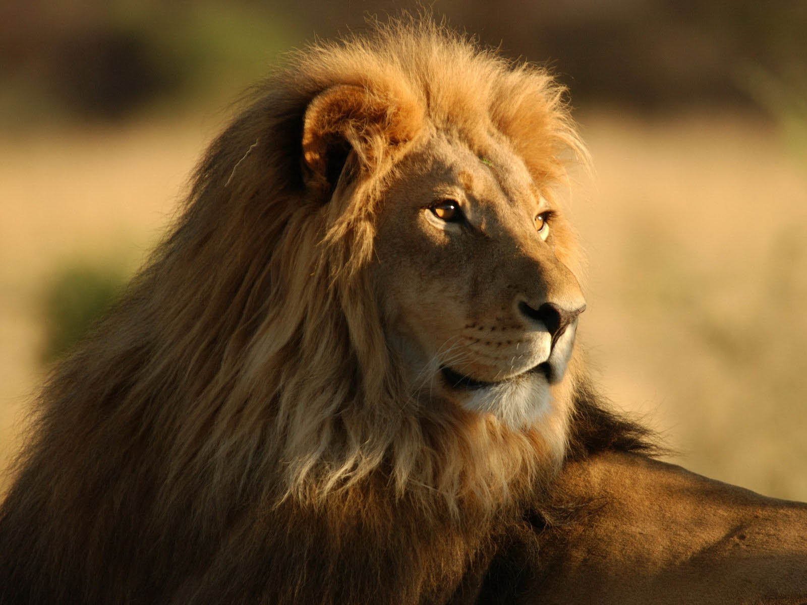 fond d'écran de lion,lion,faune,lion masai,cheveux,animal terrestre