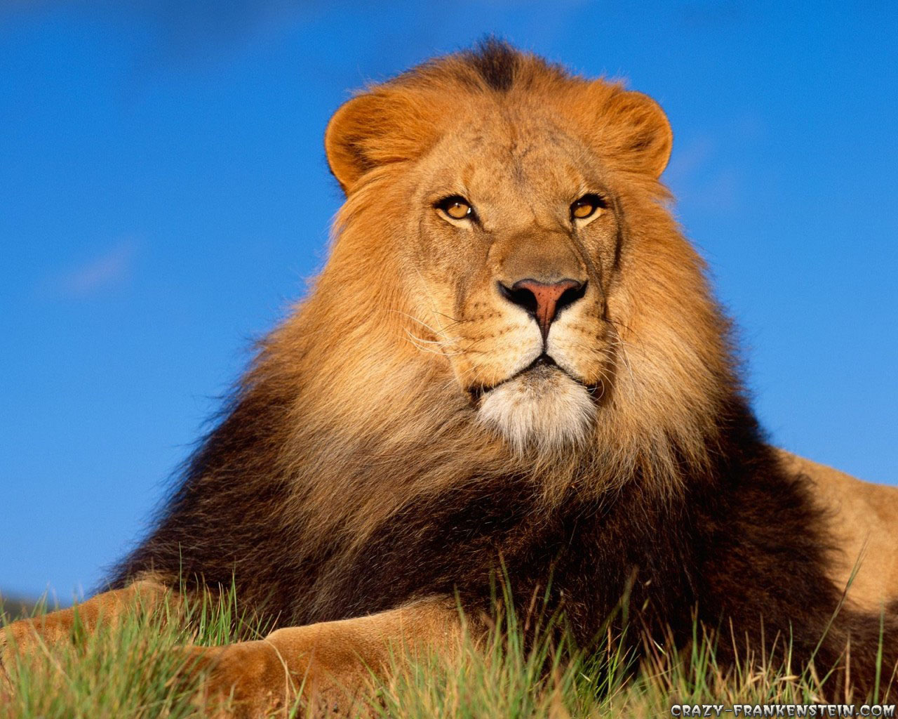 fond d'écran de lion,lion,faune,cheveux,lion masai,félidés