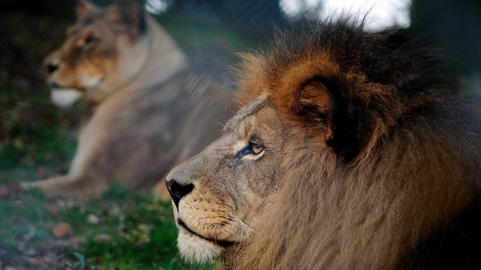 carta da parati leone,leone,natura,capelli,leone masai,animale terrestre
