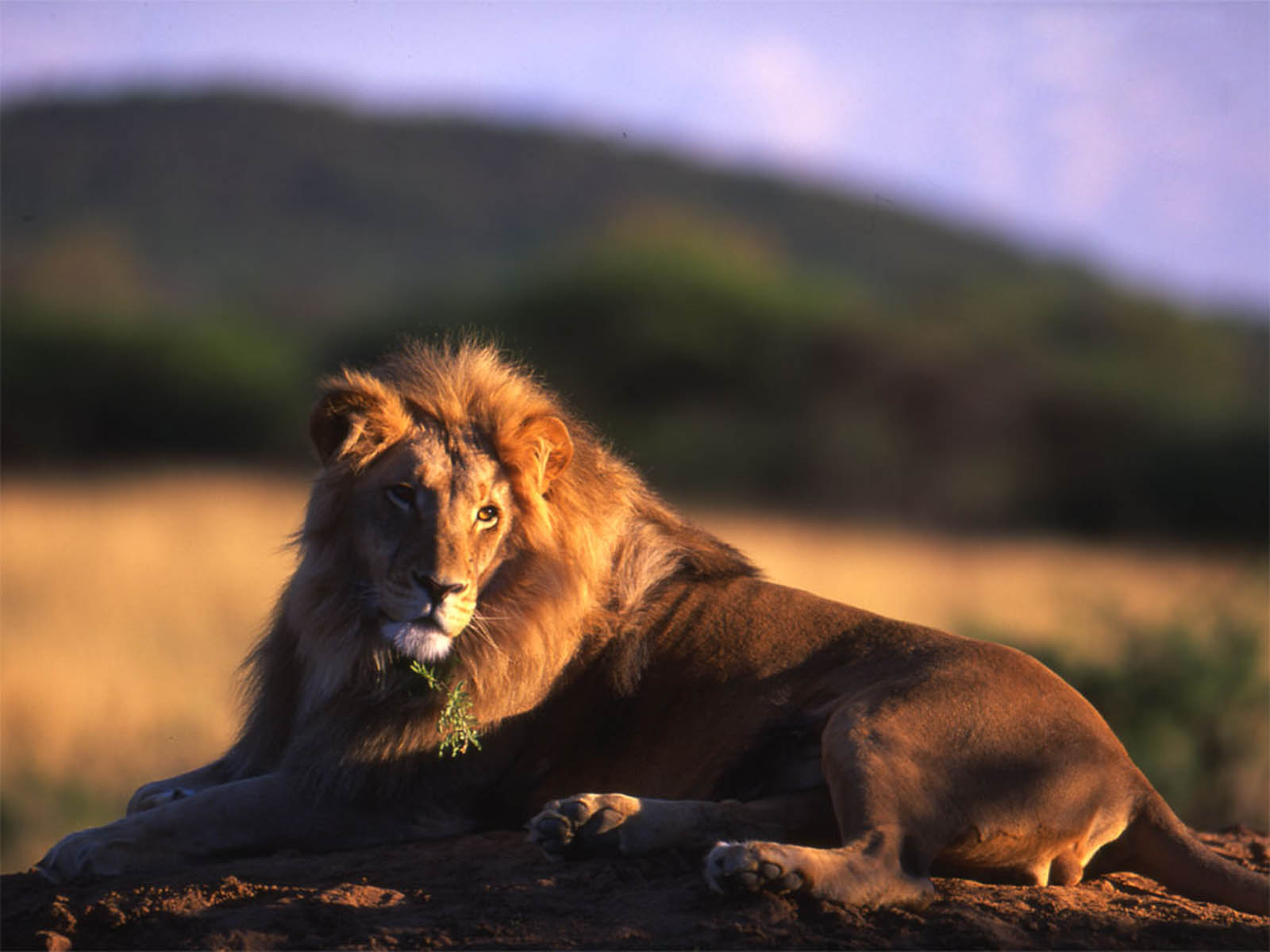carta da parati leone,leone,natura,leone masai,felidae,natura