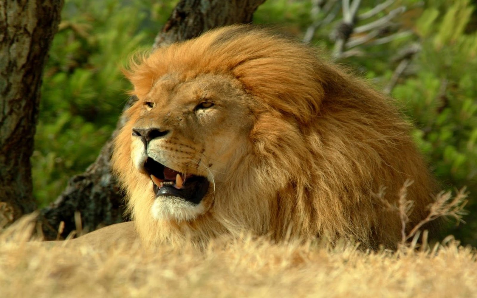 fondo de pantalla de león,león,fauna silvestre,animal terrestre,cabello,masai lion