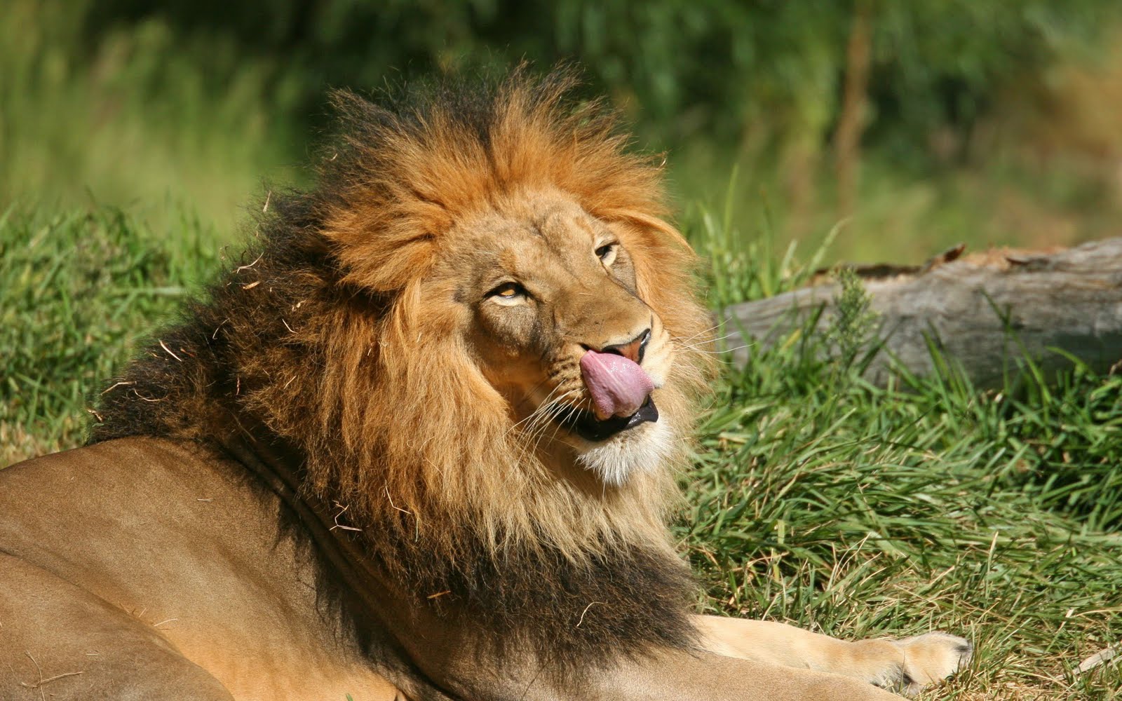 carta da parati leone,leone,natura,capelli,leone masai,animale terrestre
