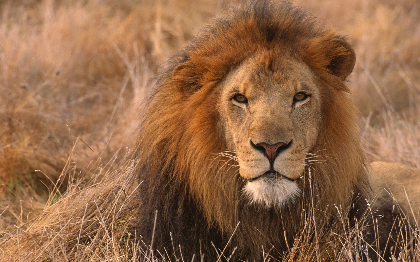fond d'écran de lion,faune,lion,animal terrestre,cheveux,lion masai