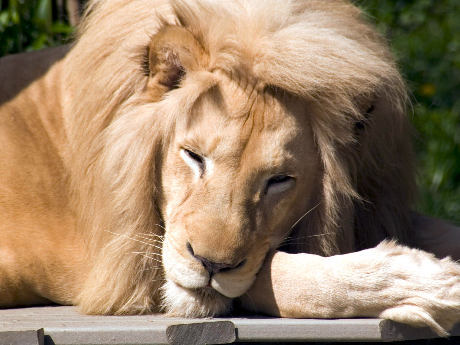 löwentapete,löwe,haar,tierwelt,felidae,massai löwe