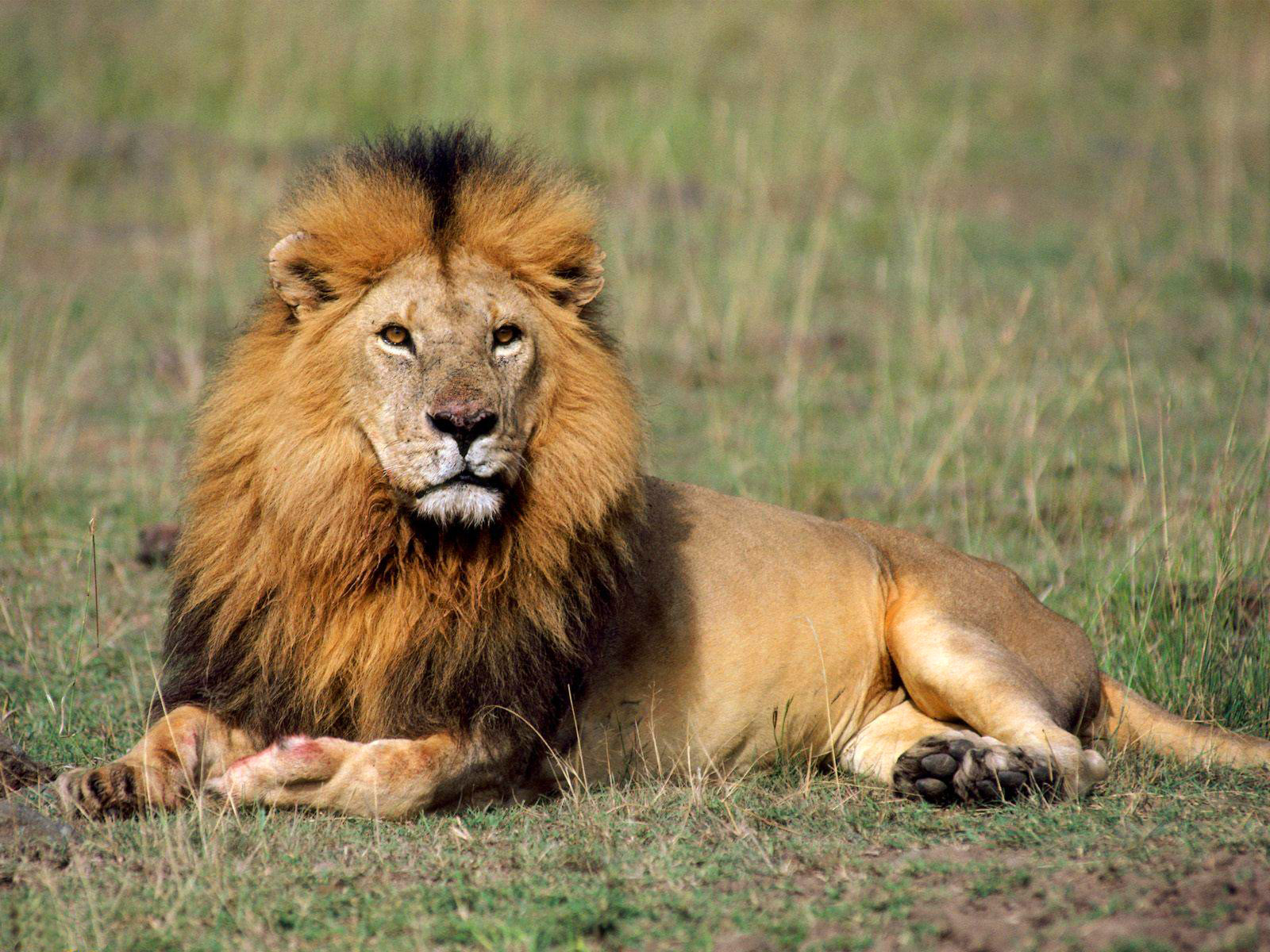 fond d'écran de lion,faune,lion,animal terrestre,lion masai,cheveux