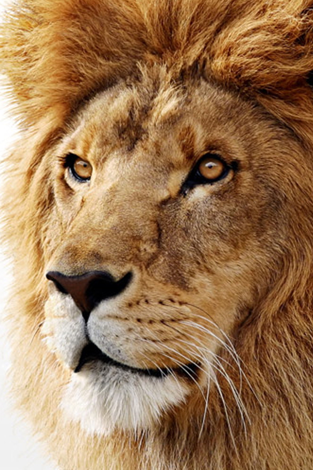 carta da parati leone,leone,capelli,natura,leone masai,animale terrestre