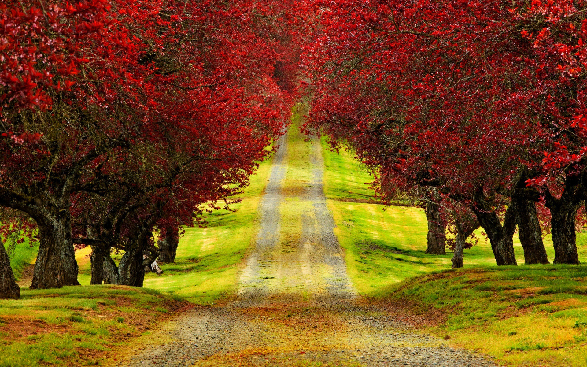 último fondo de pantalla,árbol,paisaje natural,naturaleza,hoja,rojo
