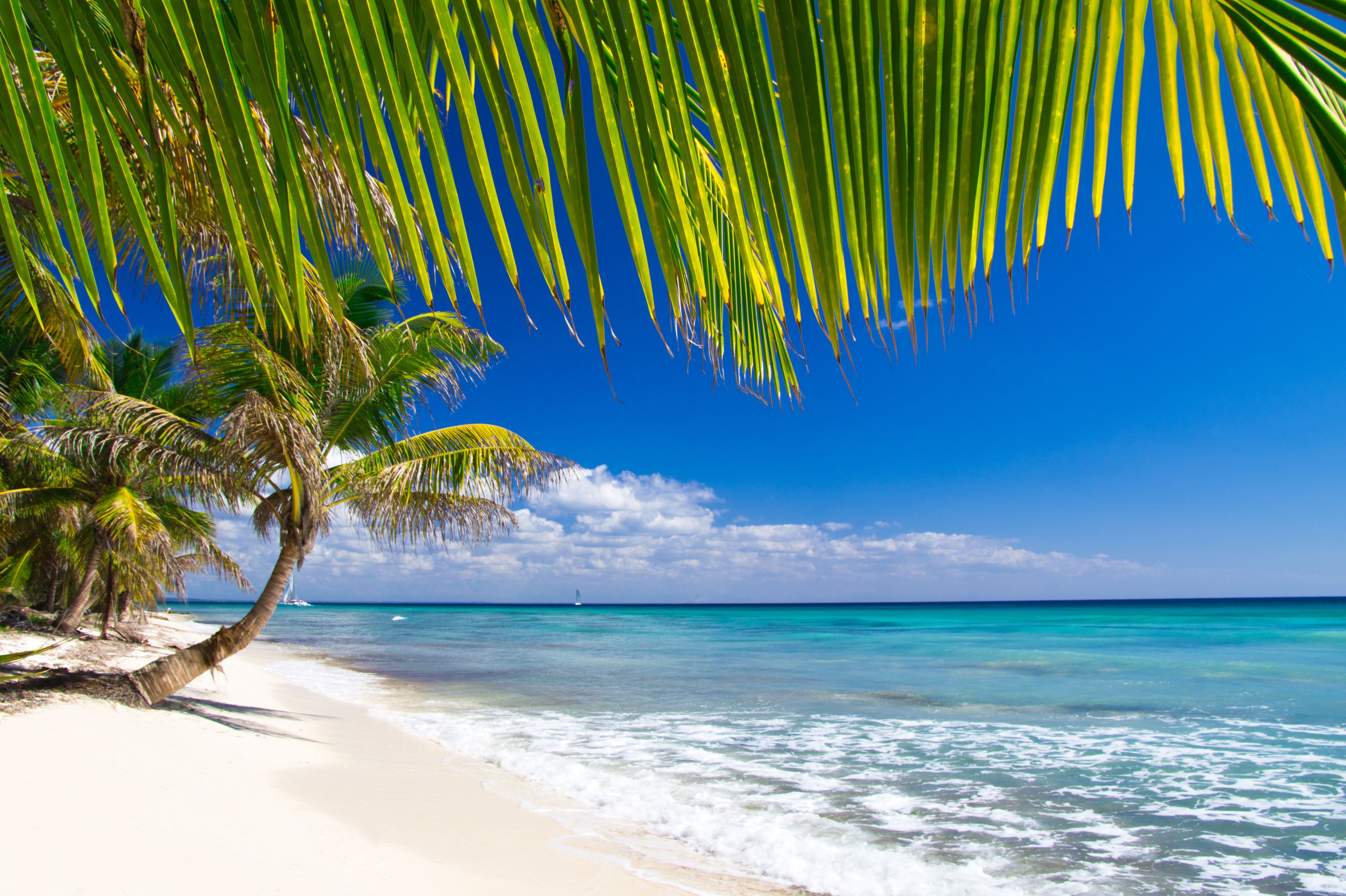 strandtapete,gewässer,natur,baum,himmel,ozean