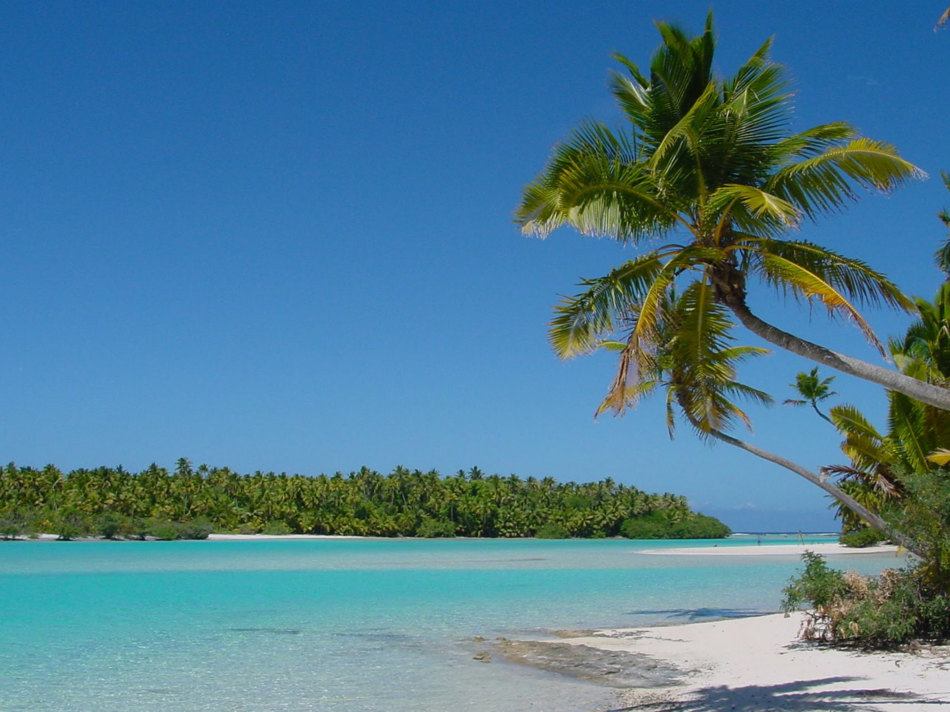 beach wallpaper,body of water,tropics,nature,tree,natural landscape