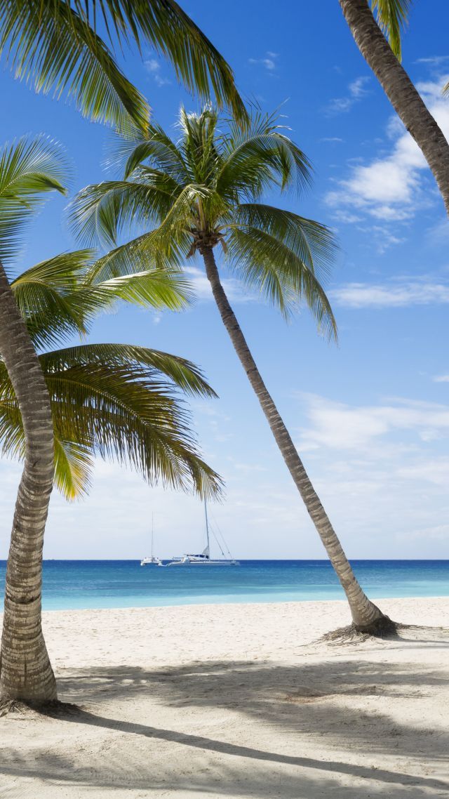 carta da parati da spiaggia,albero,palma,caraibico,vacanza,cielo
