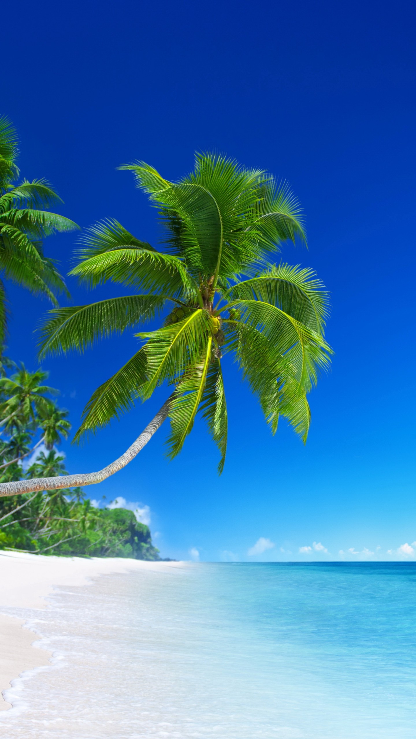 beach wallpaper,tropics,nature,natural landscape,tree,sky