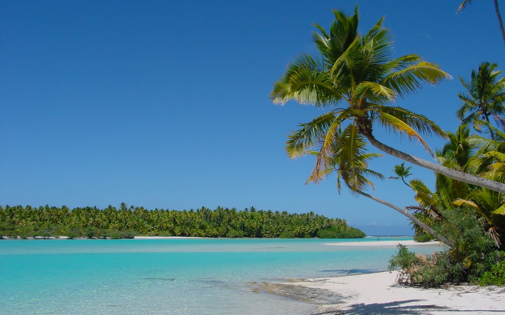 ビーチの壁紙,自然,自然の風景,木,カリブ海,ヤシの木