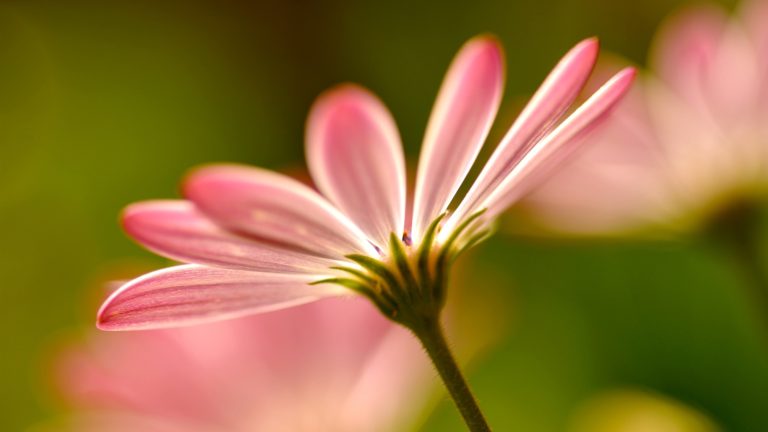 pink wallpaper,flower,flowering plant,petal,pink,macro photography