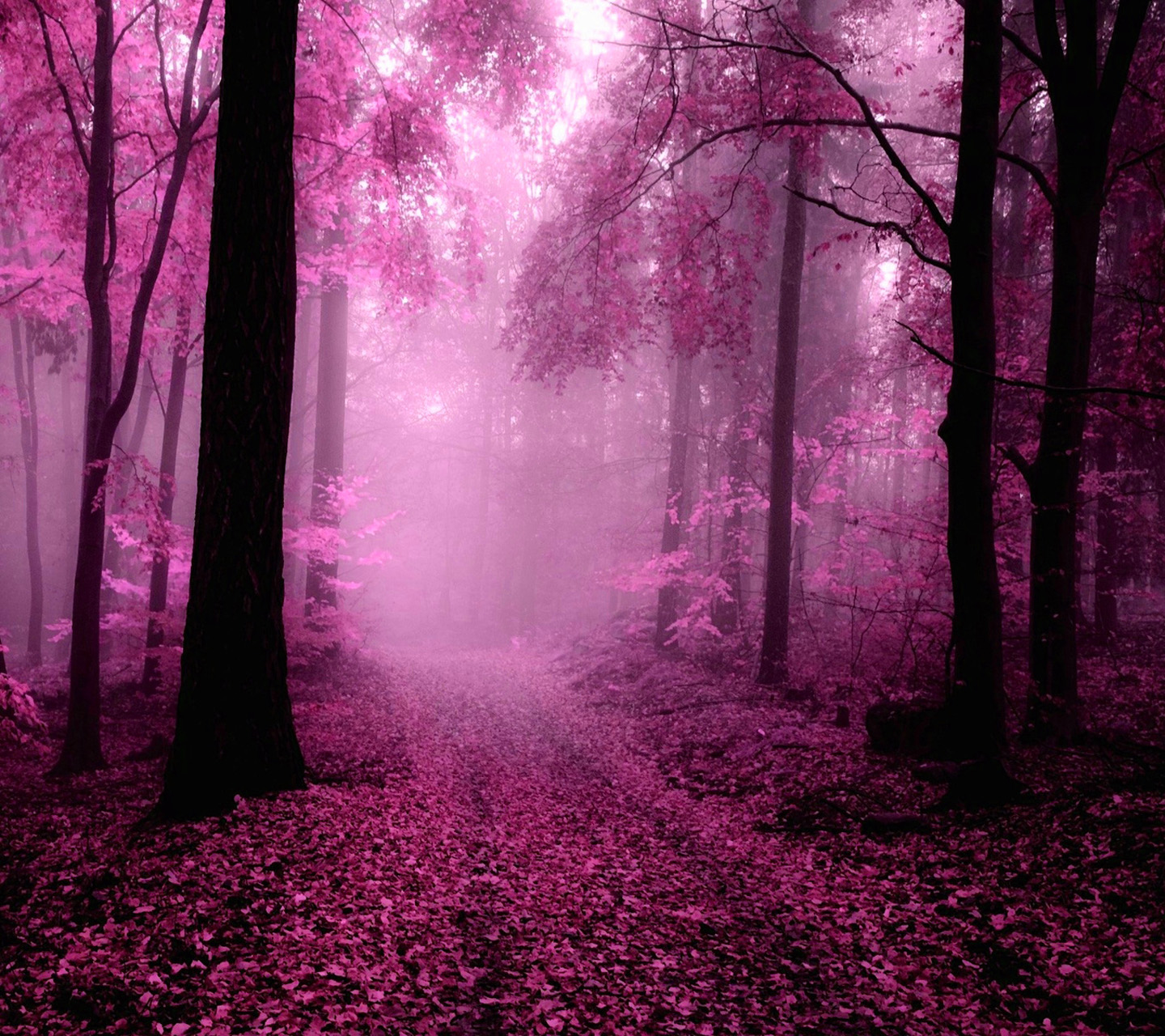 핑크 벽지,자연 경관,자연,숲,나무,삼림지