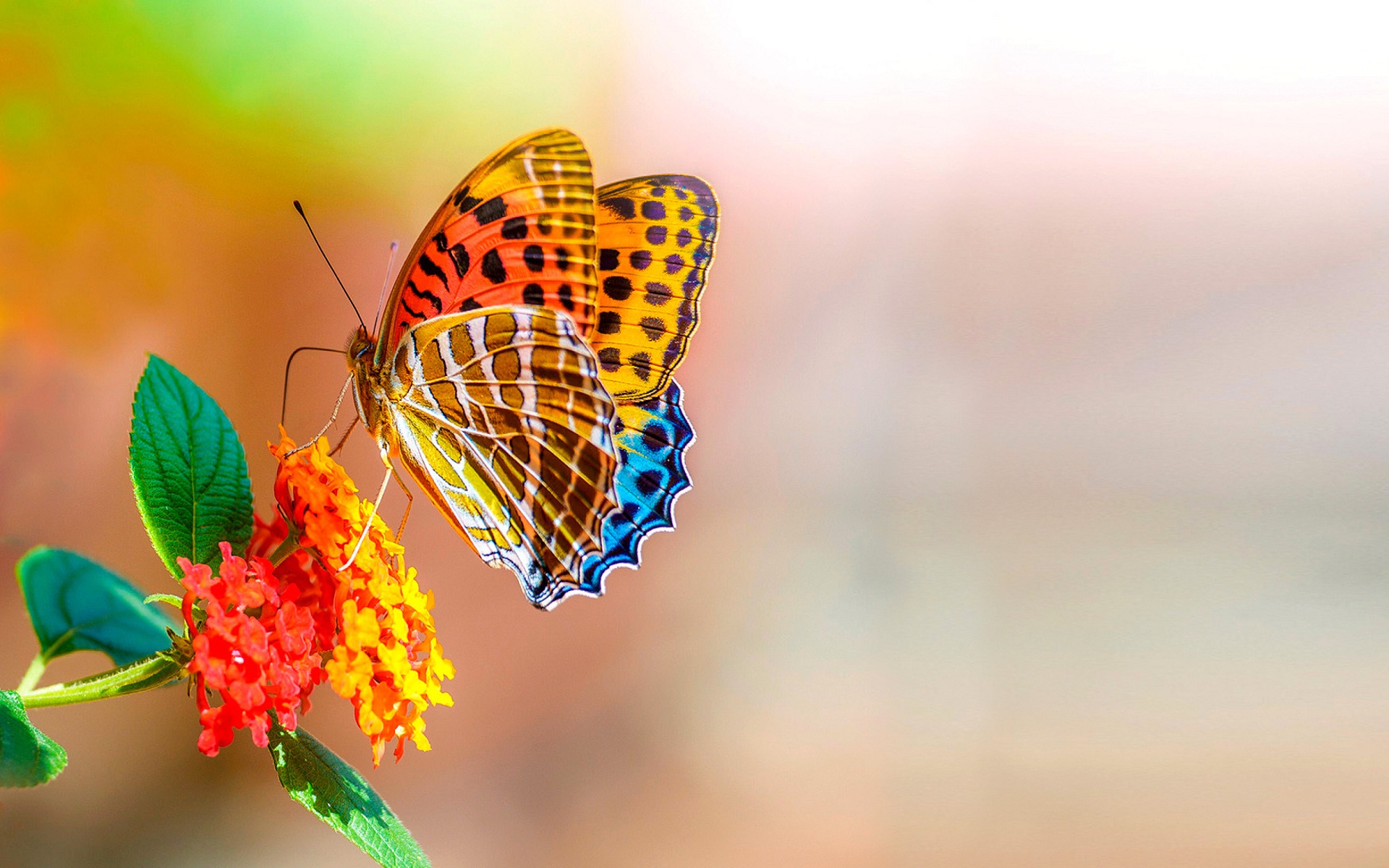 wallpaper kupu kupu,butterfly,moths and butterflies,insect,macro photography,argynnis