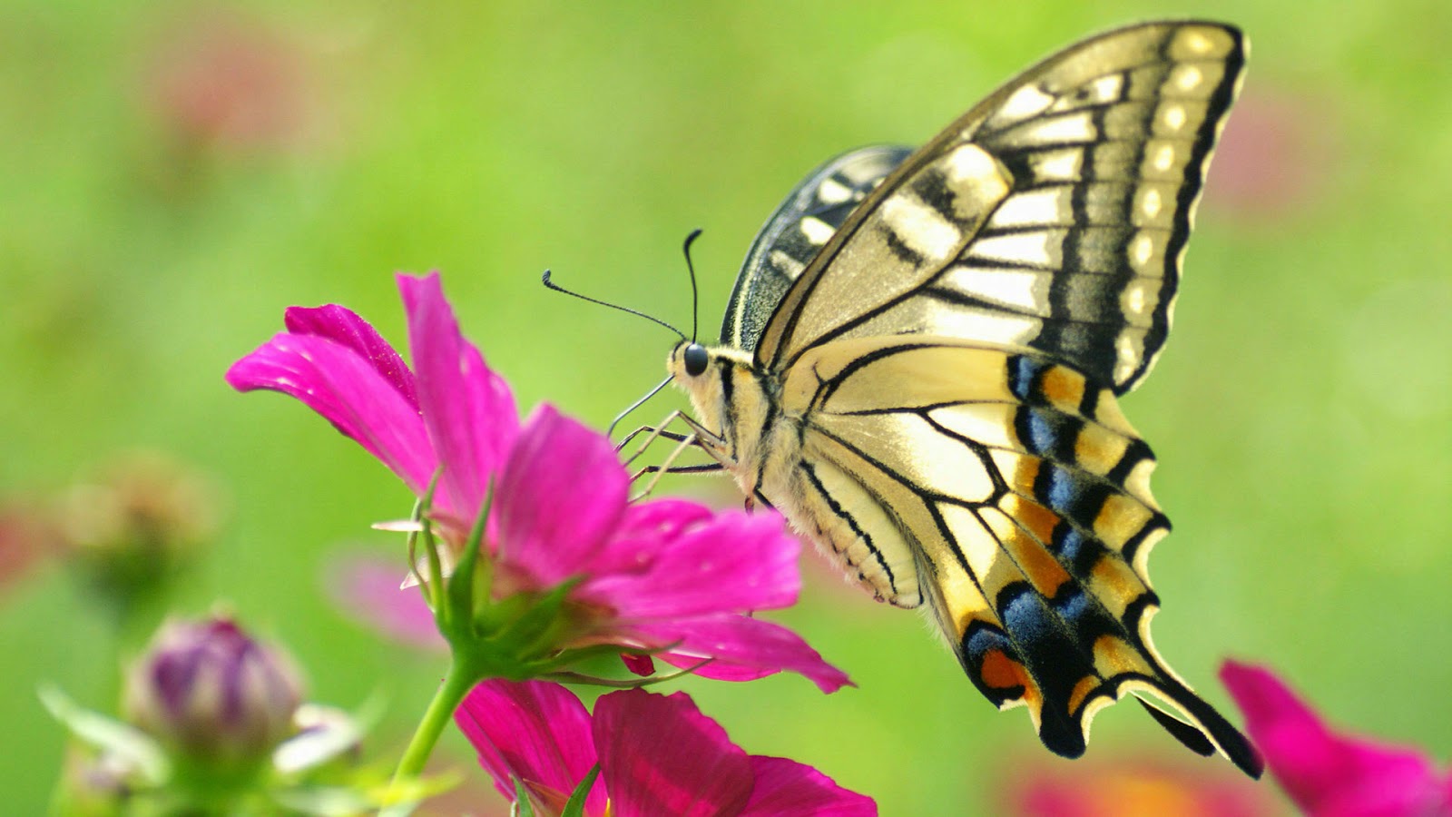 fond d'écran kupu kupu,papillons et papillons,papillon,insecte,machaon noir,papilio machaon