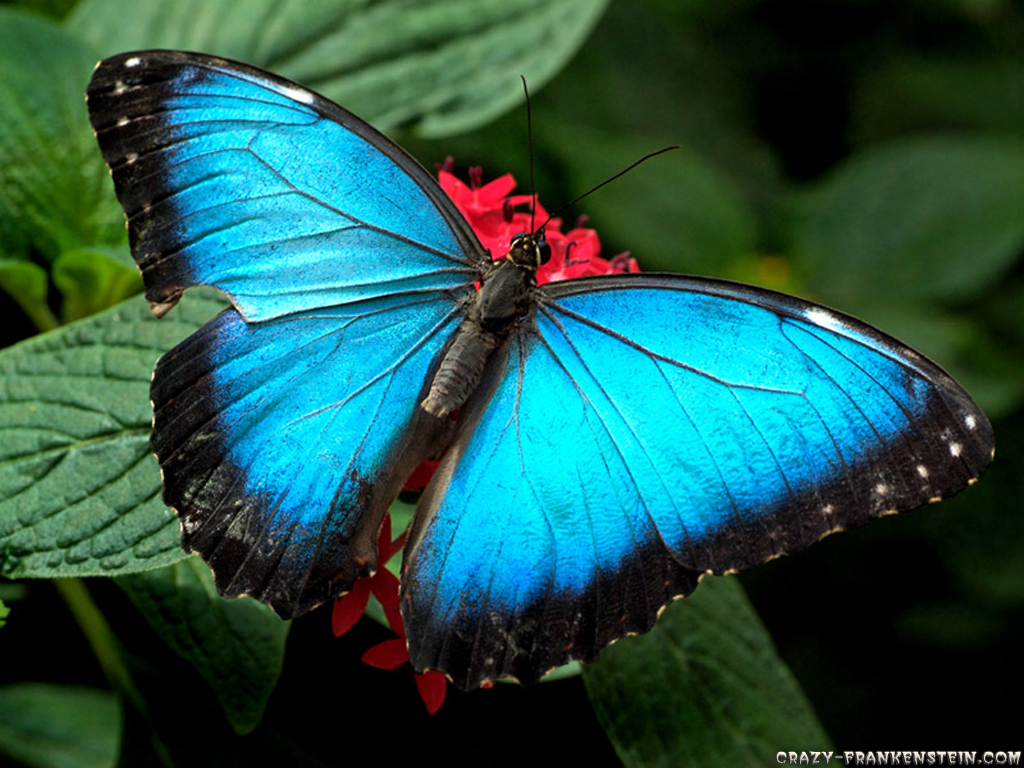壁紙kupu kupu,蛾と蝶,バタフライ,昆虫,無脊椎動物,青い