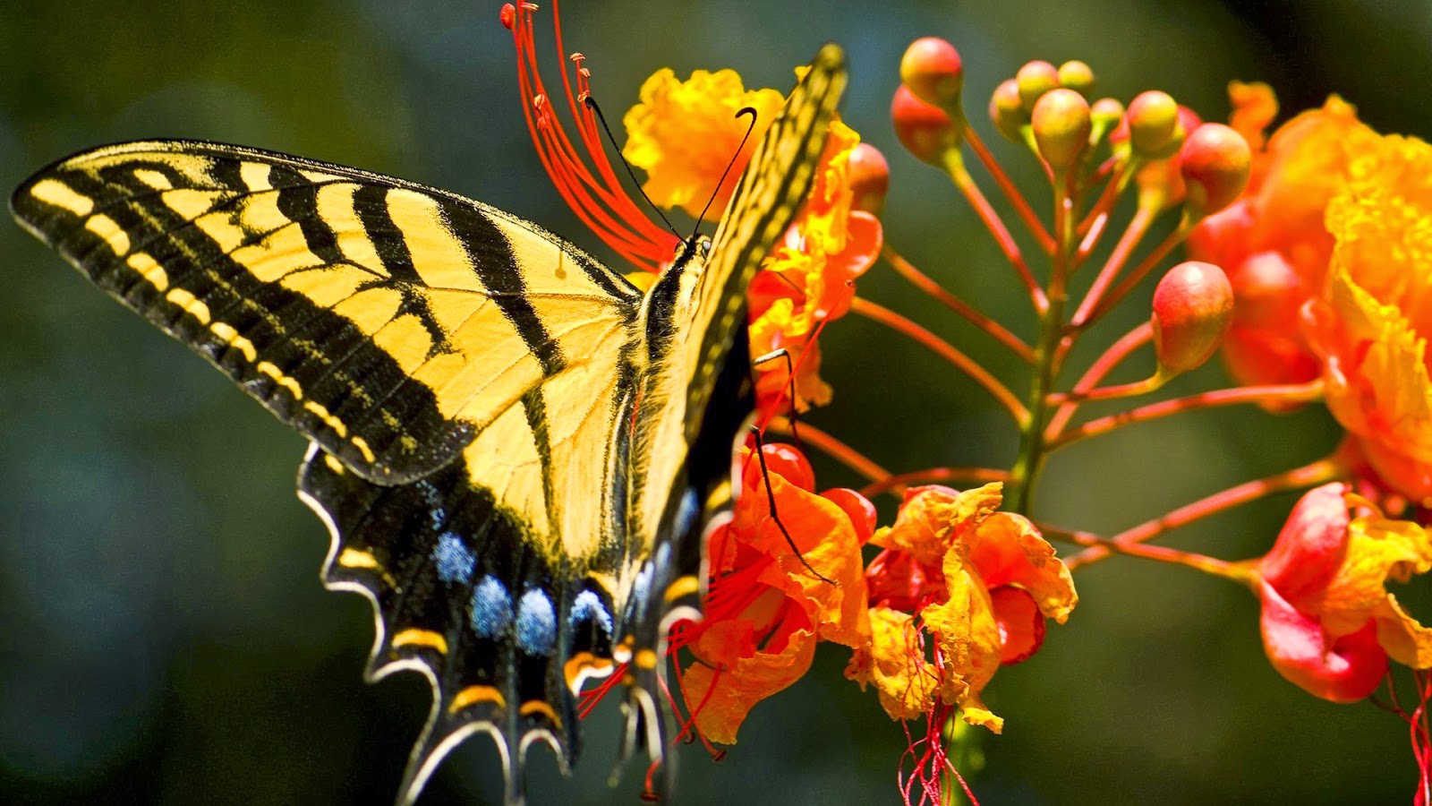 fond d'écran kupu kupu,papillon,sous genre de cynthia,papillons et papillons,insecte,papillon monarque