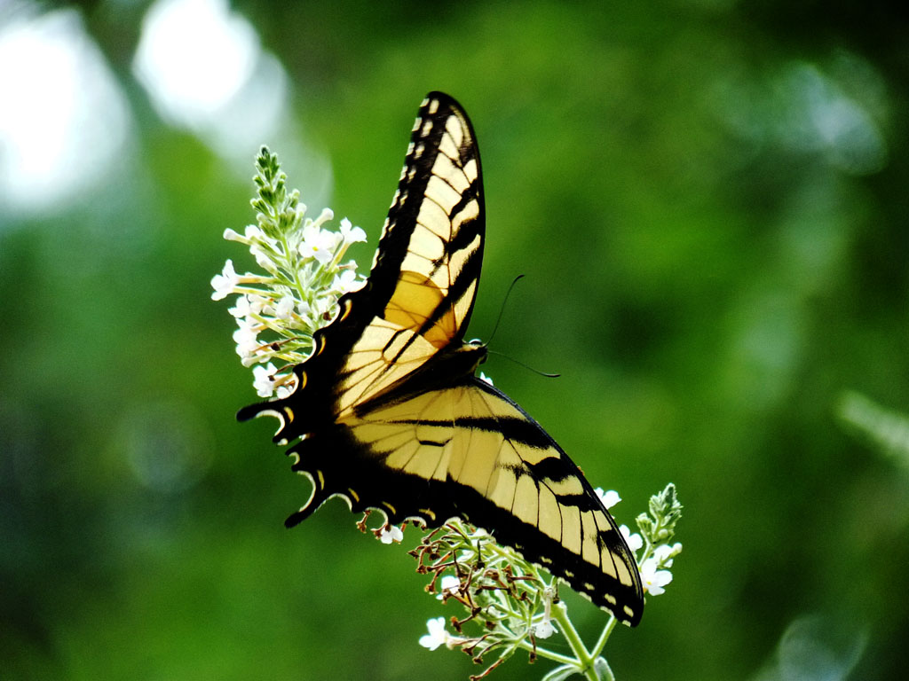 壁紙kupu kupu,蛾と蝶,バタフライ,昆虫,巨大なアゲハチョウ,西虎アゲハチョウ