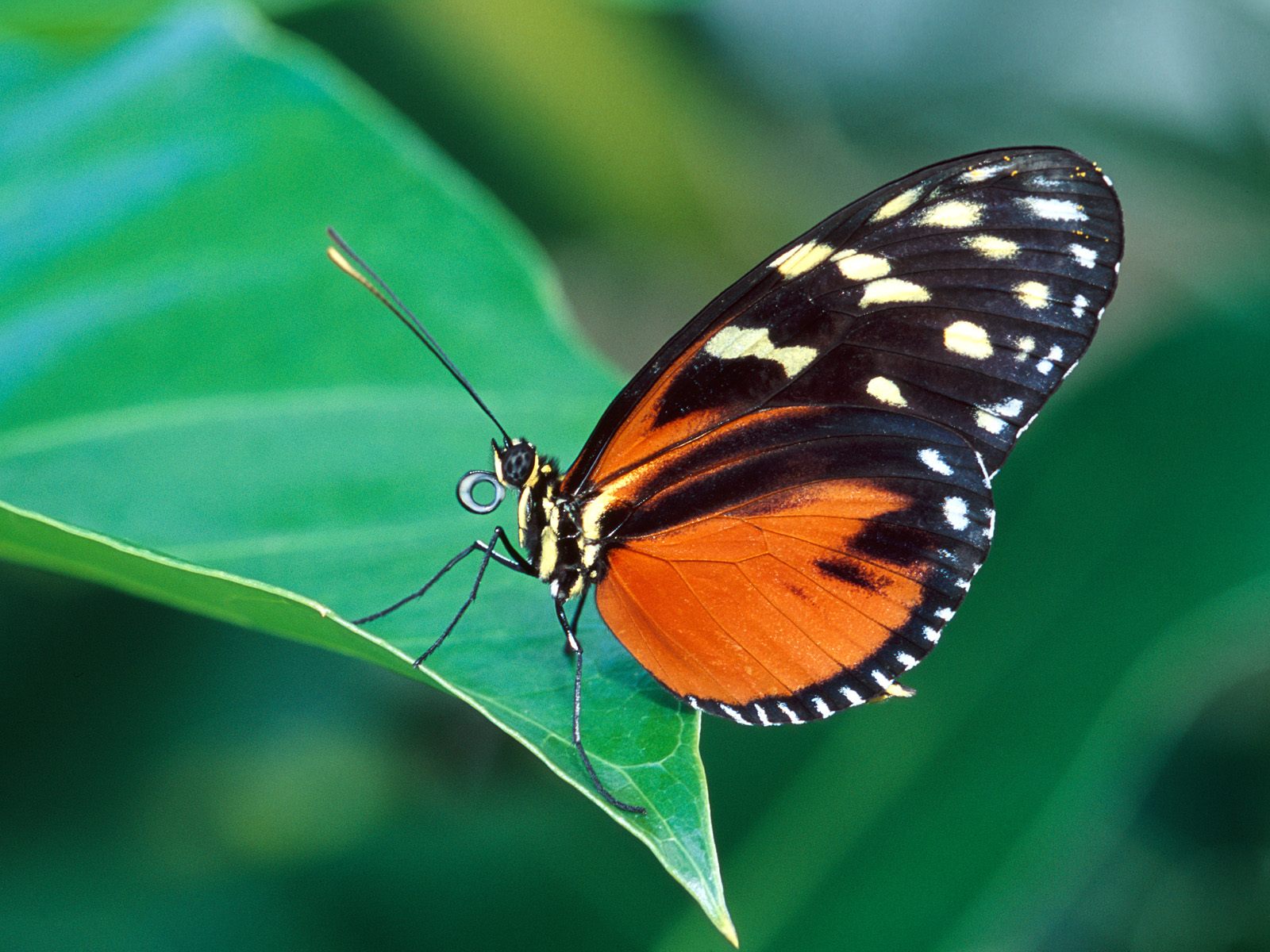 壁紙kupu kupu,蛾と蝶,バタフライ,昆虫,無脊椎動物,自然