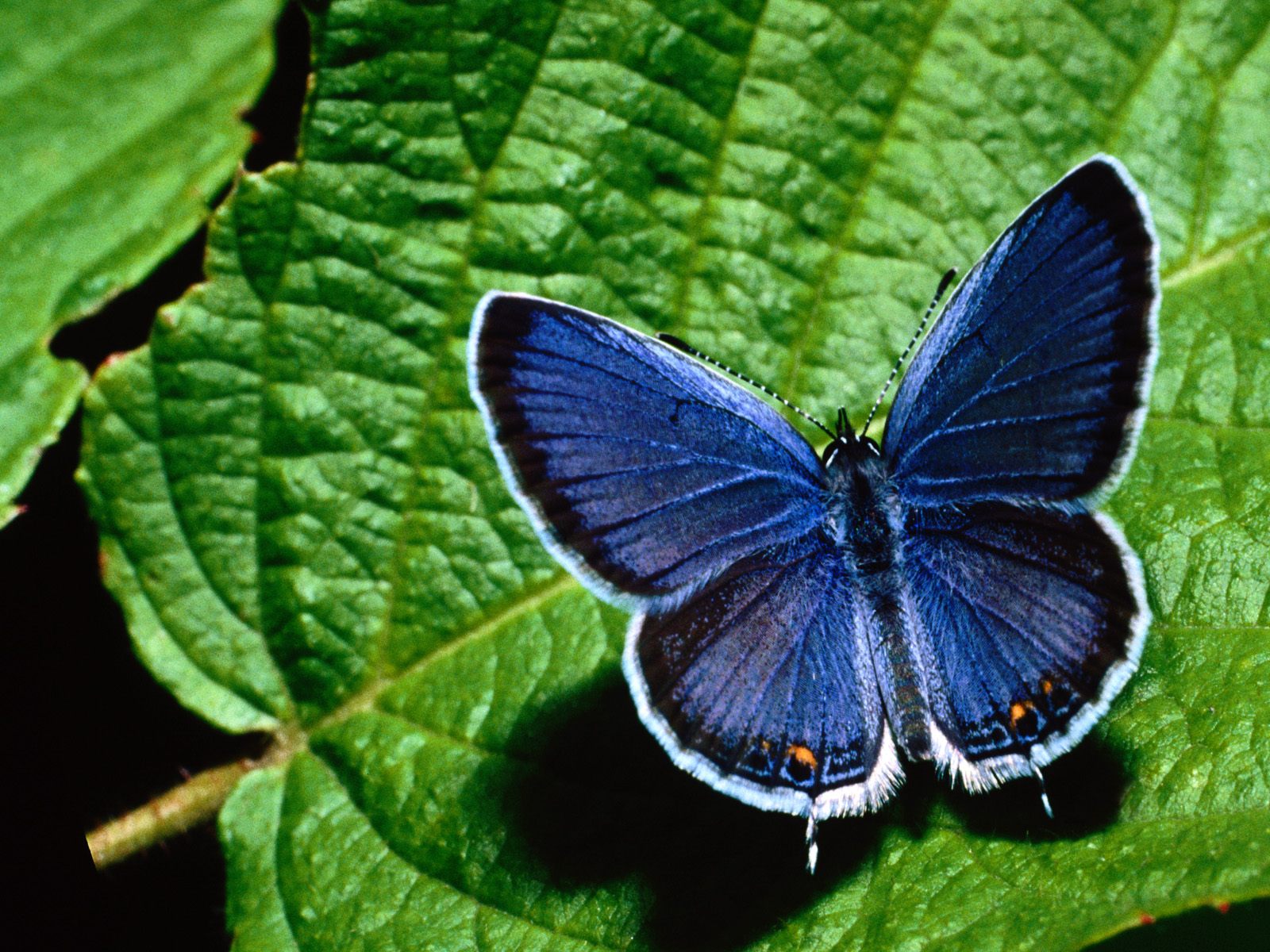 tapete kupu kupu,motten und schmetterlinge,schmetterling,insekt,wirbellos,lycaenid