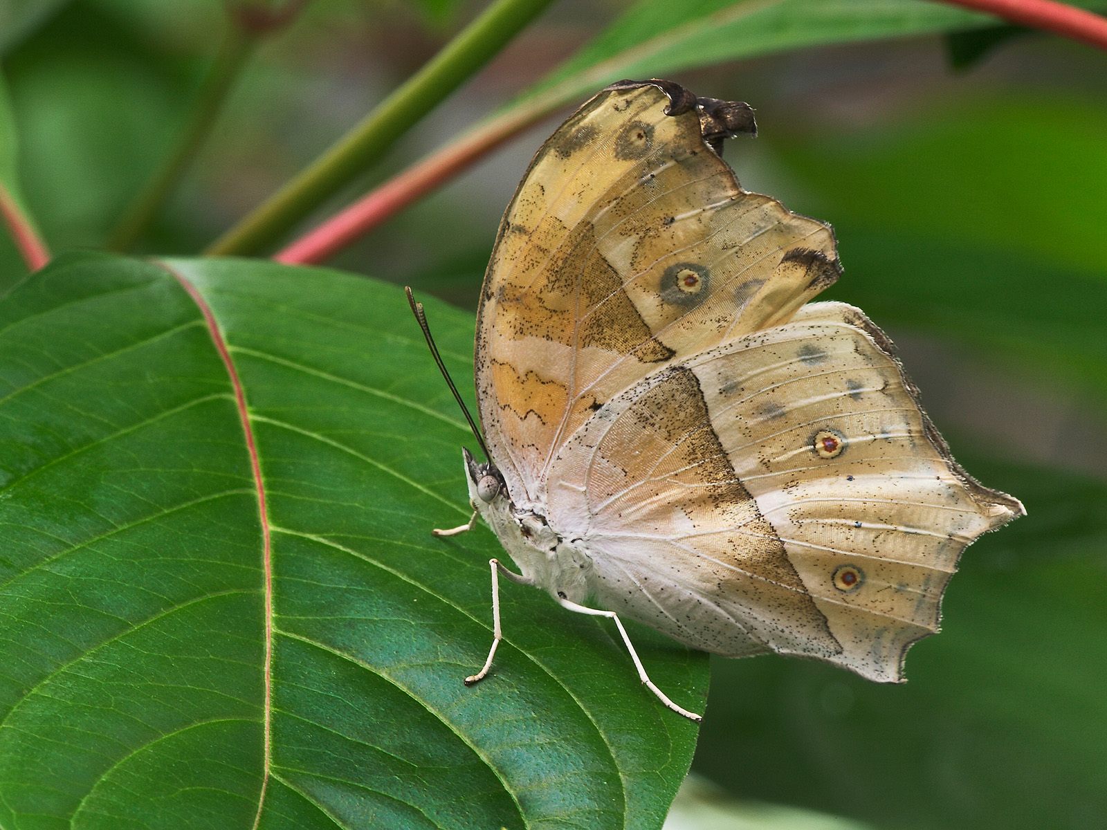 wallpaper kupu kupu,butterfly,insect,moths and butterflies,invertebrate,leaf