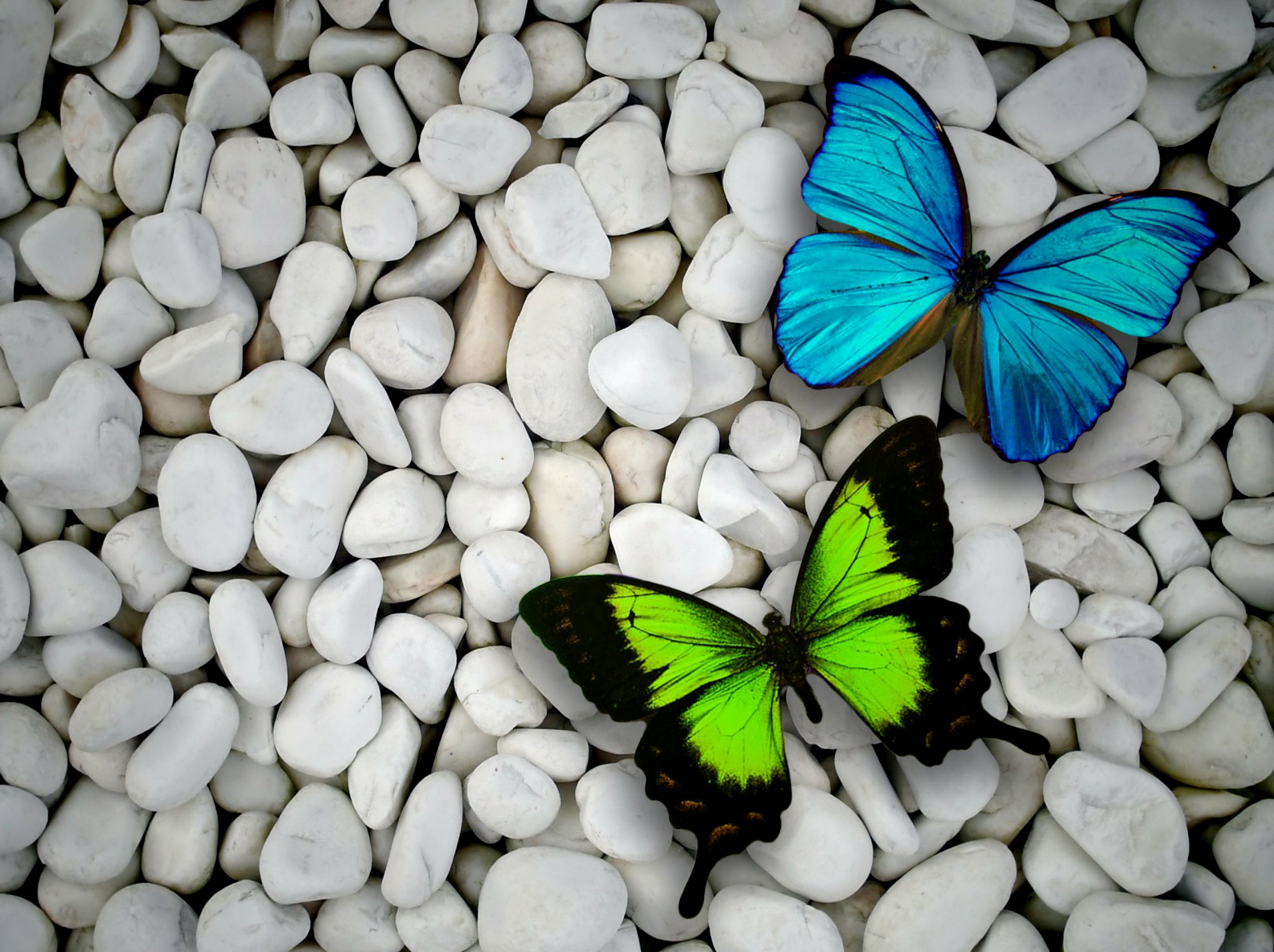 fond d'écran kupu kupu,papillons et papillons,papillon,insecte,invertébré,papillon aux pieds brosse