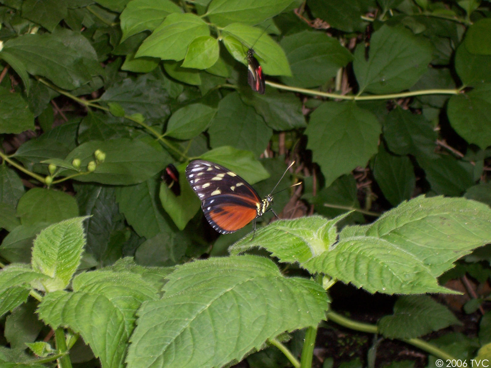 wallpaper kupu kupu,butterfly,insect,moths and butterflies,leaf,invertebrate