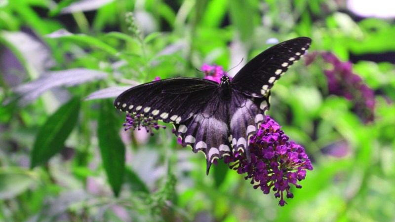 sfondi kupu kupu,la farfalla,coda di rondine nera,insetto,falene e farfalle,farfalla a coda di rondine