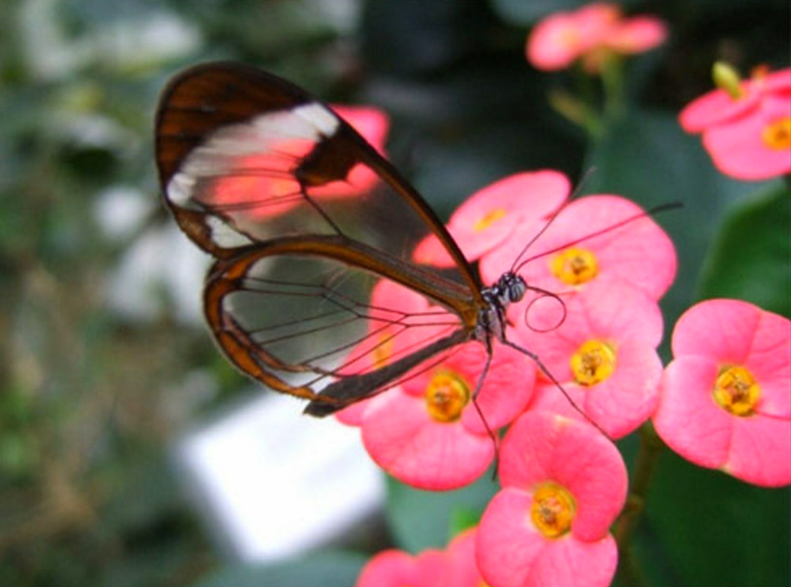 tapete kupu kupu,schmetterling,insekt,rosa,motten und schmetterlinge,blume