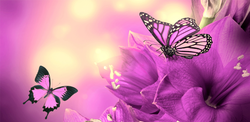 fond d'écran kupu kupu,papillon,sous genre de cynthia,insecte,rose,papillons et papillons