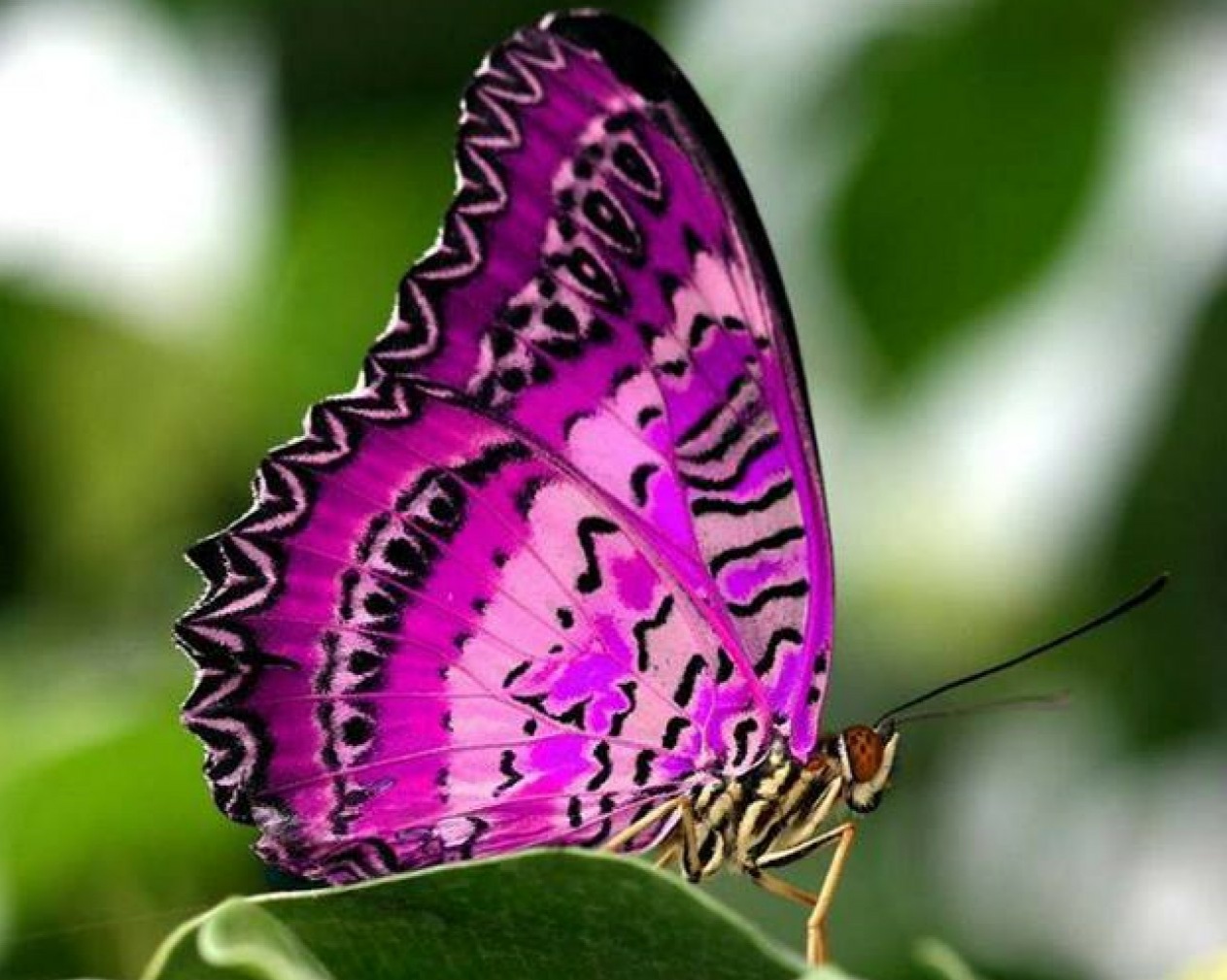 fond d'écran kupu kupu,papillon,insecte,papillons et papillons,invertébré,lycaénide